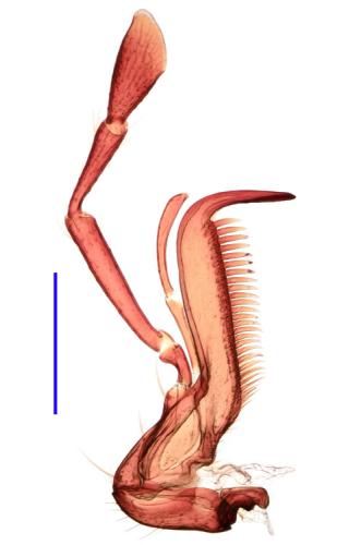 Drypta dentata
